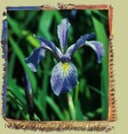 iris (iris versicolor) photo: rom�o meloche
