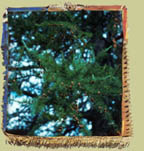 m�l�ze (larix laricina) photo: normand fleury 