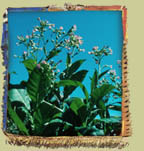 tabac (nicotiana tabacum)