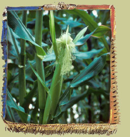 Corn (Zea mays) Photo: Jean-Pierre Bellemare