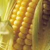 Corn (Zea mays)