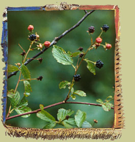 Thimble-Berry (Rubus) Photo: Minist�re des Ressources naturelles du Qu�bec