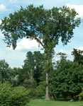 American Elm (Ulmus americana) Photo: Michel Tremblay