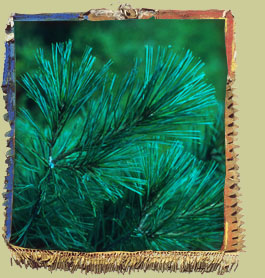 White Pine (Pinus strobus) Photo: Normand Fleury