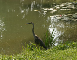 Great Blue Heron - photo JBM (Michel Tremblay)- mt0005216