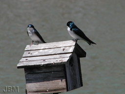 Hirondelles bicolores - Photo JBM (Gilles Murray)