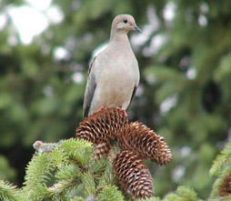 Mourning Dove - photo JBM (Gilles Murray) - GIM000802