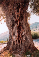 Le bois solide de l'olivier