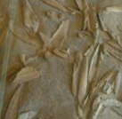 Fossiles de feuilles d'olivier