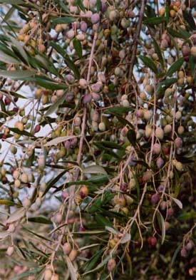 Les olives doivent subir un traitement avant la consommation