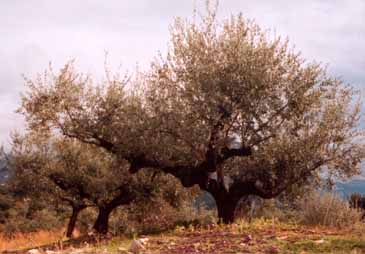 Une anne dans la vie de l'olivier