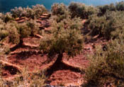 Racines d'olivier