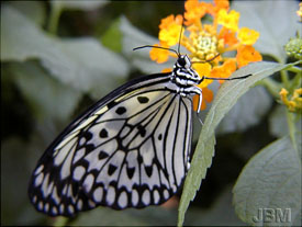 � Jardin botanique de Montr�al (Gilles Murray)