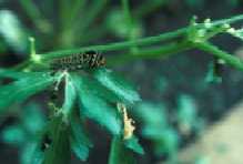 Monarque caterpillar