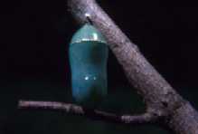 Monarch chrysalis