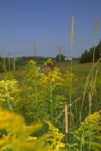 Monarque sur verge d'or