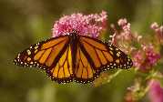 Papillon monarque sur inflorescence d'ascl�piade