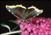 Morio sur Buddleja