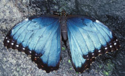 Morpho bleu