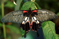 Papillon