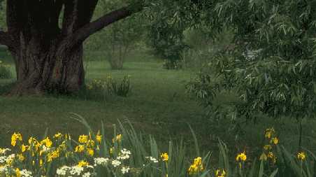 Lawn at the Montr&eacute;al Botanical Garden