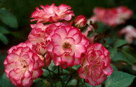 Rosa 'Tabris'