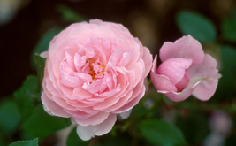Rosa 'The Reeve'
