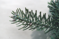 Abies balsamea, le sapin beaumier. Les aiguilles du sapin sont plates. Photo: Normand Fleury, Jardin botanique de Montr�al
