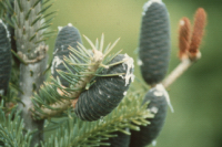 Abies balsamea, le sapin beaumier. Les aiguilles du sapin sont plates. Photo: MNRQ, collection Jardin botanique de Montr�al