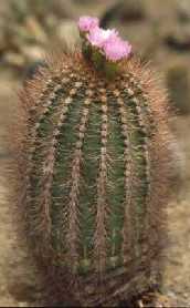 Acanthocalycium violaceum
