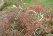 Japanese Maple (Acer japonicum)