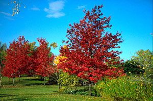L'�rable rouge aux magnifiques coloris d'automne - photo R�jean Martel