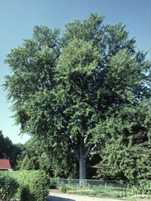 L'�rable argent� est un tr�s grand arbre.