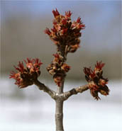 Acer saccharinum, �rable argent�. Fleurs femelles.