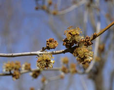 Acer saccharinum, �rable argent�. Fleurs m�les.