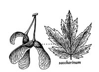 Acer saccharinum, �rable argent�. Fruit et feuille. Illustration tir�e de la Flore laurentienne de Marie-Victorin.