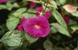 Achimenes 'Paul Arnold'