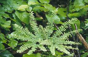Adiantum pedatum