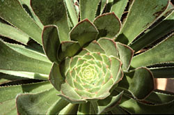 Aeonium rubrolineatum