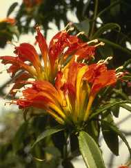 Aeschynanthus speciosus