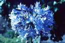Agapanthus praecox ssp. orientalis