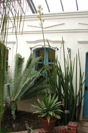Agave cocui