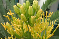 Inflorescence de l'Agave cocui