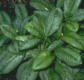 Aglaonema robelinii