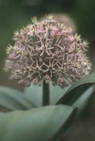 Allium karataviense