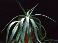 Aloe branddraaiensi