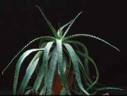 Aloe branddreeiensis