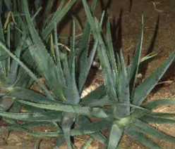 Aloe vera