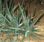 Aloe vera