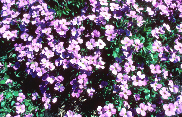 Aubrieta deltoidea